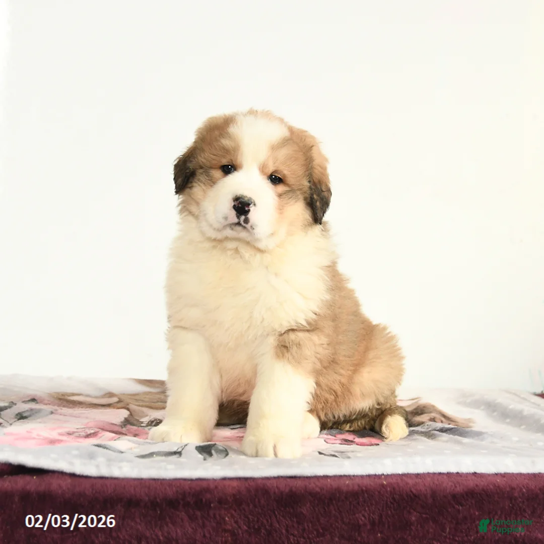 Mixed Breed dogs for sale: Mr Polite - Ad 2