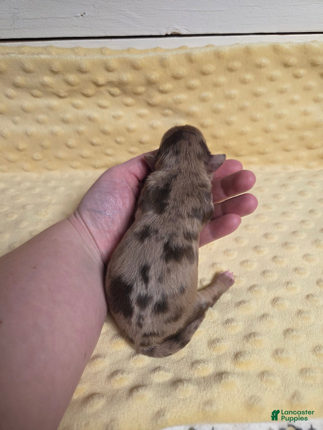 Mixed Breed dogs for sale: Tinsel - Ad 2