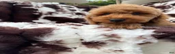 Mini Goldendoodle dogs for sale: Bryson  - Ad 4