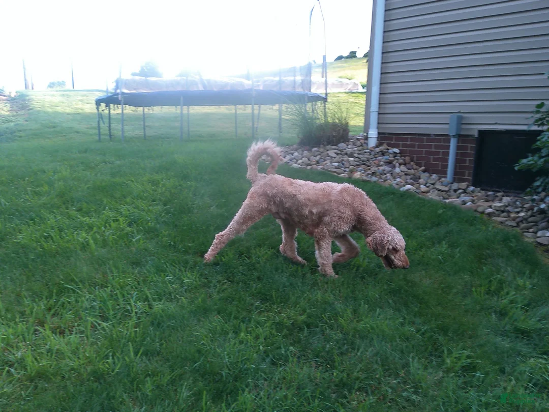 Goldendoodle dogs for sale: Buddy  - Ad 10