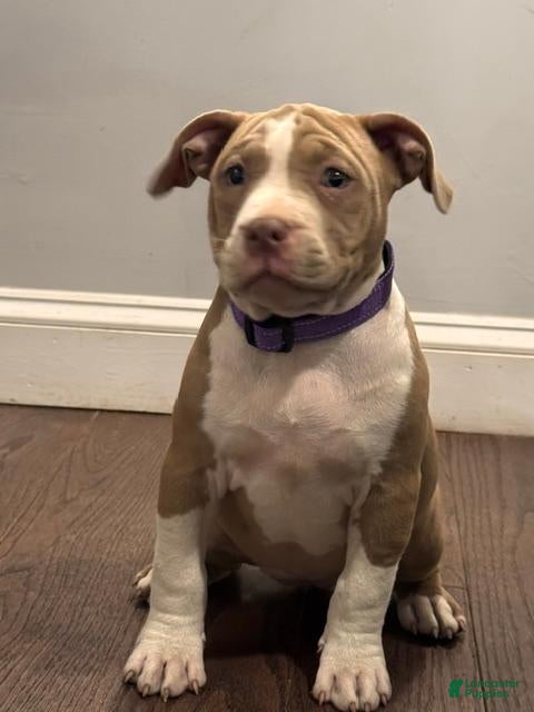 American Bully dogs Lala. - Ad 2