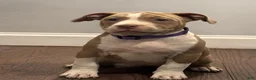 American Bully dogs for sale: Lala. - Ad 2