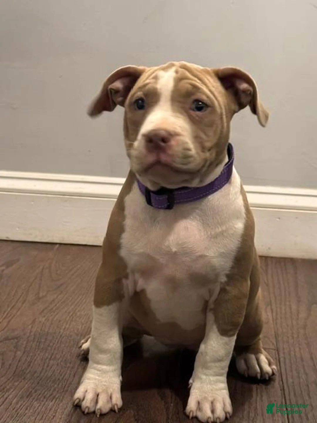 American Bully dogs for sale: Lala. - Ad 2