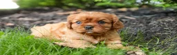 Cavalier King Charles Spaniel dogs for sale: Gemma Cavalier King Charles Spaniel  - Ad 4