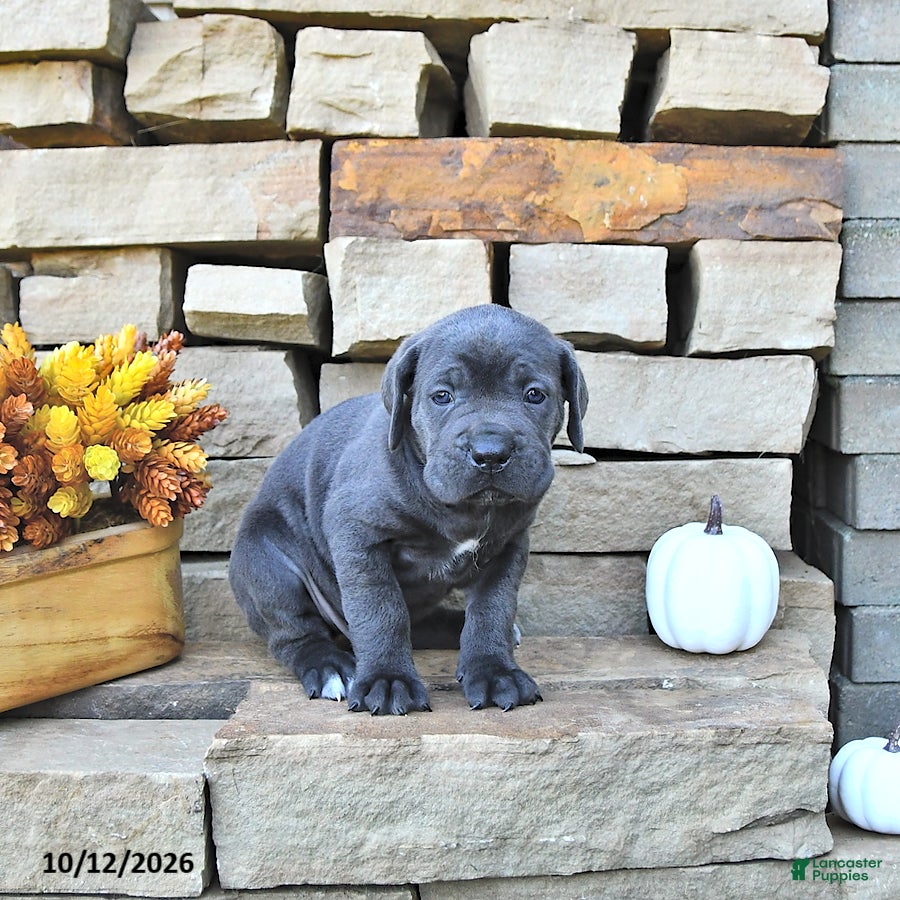 Cane Corso dogs Jax - Ad 2