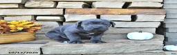 Cane Corso dogs for sale: Jax - Ad 2