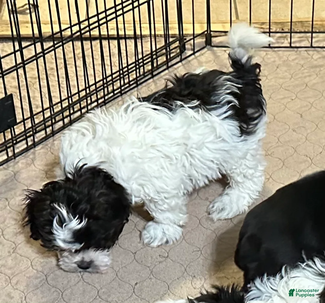 Shihpoo dogs for sale: Shihpoo Puppy 1 - Ad 3