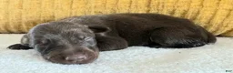 Doberman Pinscher dogs for sale: Fern - Ad 4