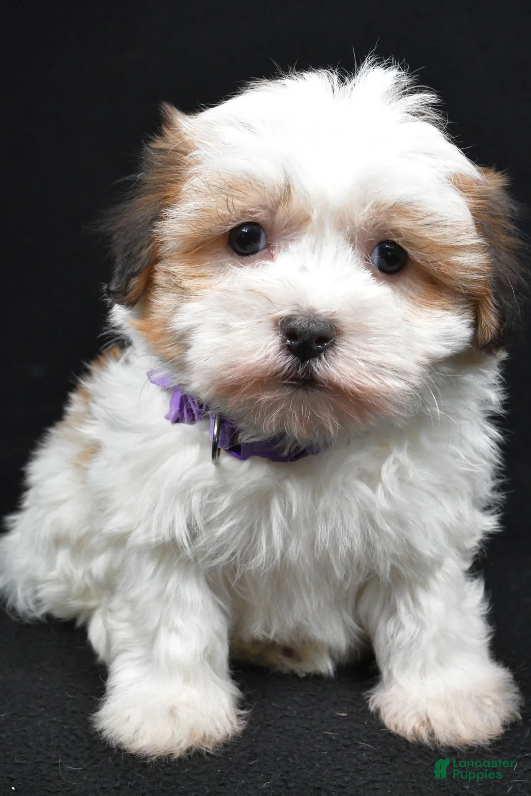 Havanese dogs for sale: Lexi - Ad 6