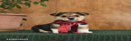 Welsh Corgi Pembroke dogs for sale: Gus - Ad 2