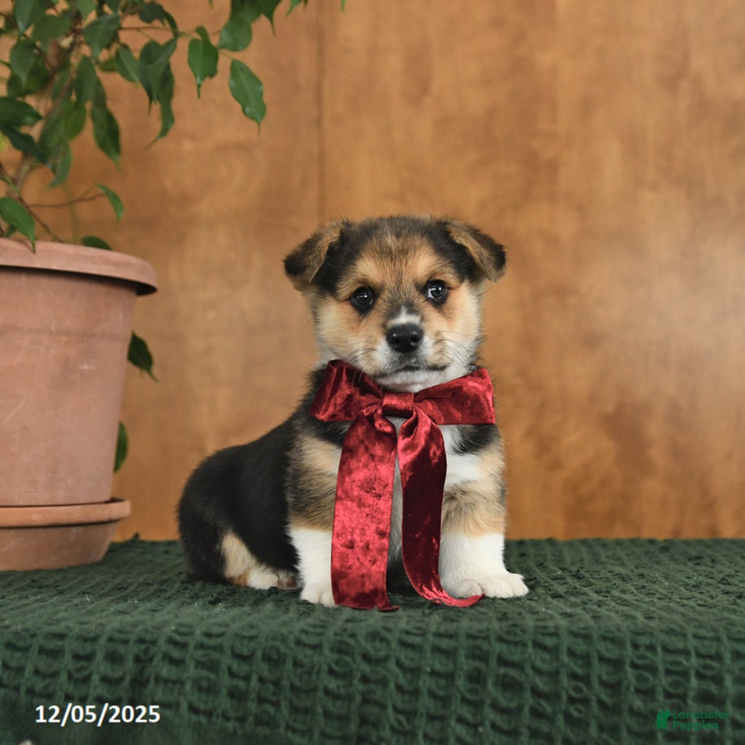 Welsh Corgi Pembroke dogs for sale: Gus - Ad 2