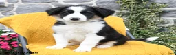 Border Collie dogs for sale: Snapper - Ad 2