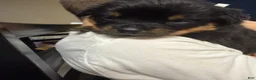 Rottweiler dogs for sale: Rottweiler Puppy 10 - Ad 4
