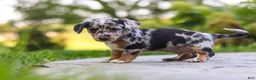 Mixed Breed dogs for sale: Moose - Ad 5