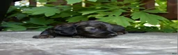 Miniature Dachshund dogs for sale: Ruth - Ad 5