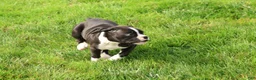 Boxer dogs for sale: Chloe - Ad 7