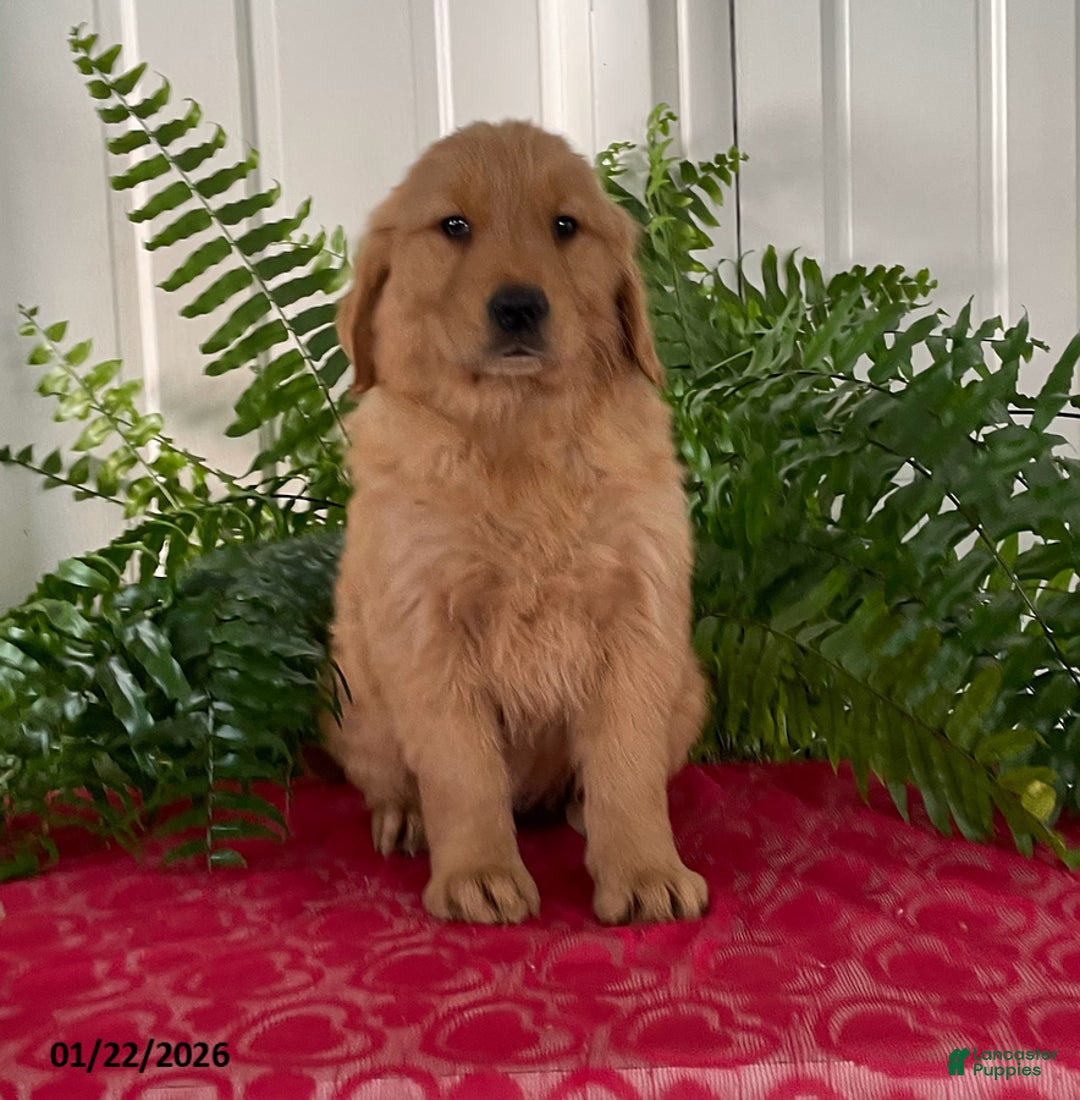 Golden Retriever dogs for sale: Flora - Ad 2