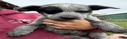 Australian Cattle Dog dogs for sale: Jake - Ad 1