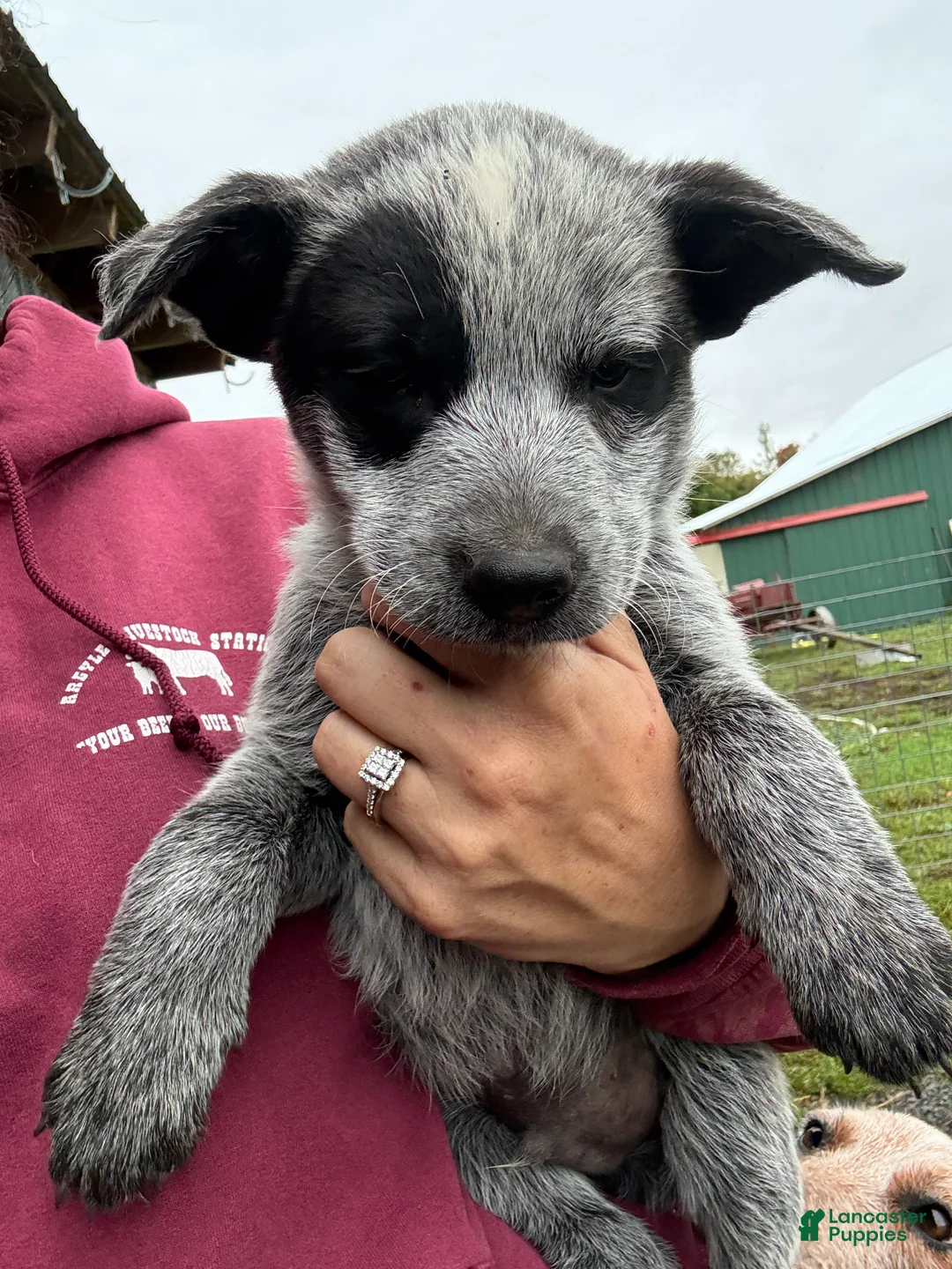 Australian Cattle Dog dogs for sale: Jake - Ad 1