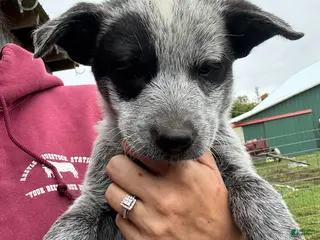 Australian Cattle Dog dogs Jake - Ad 4