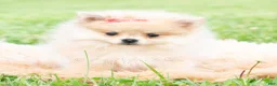 Pomeranian dogs for sale: Amira - Ad 4