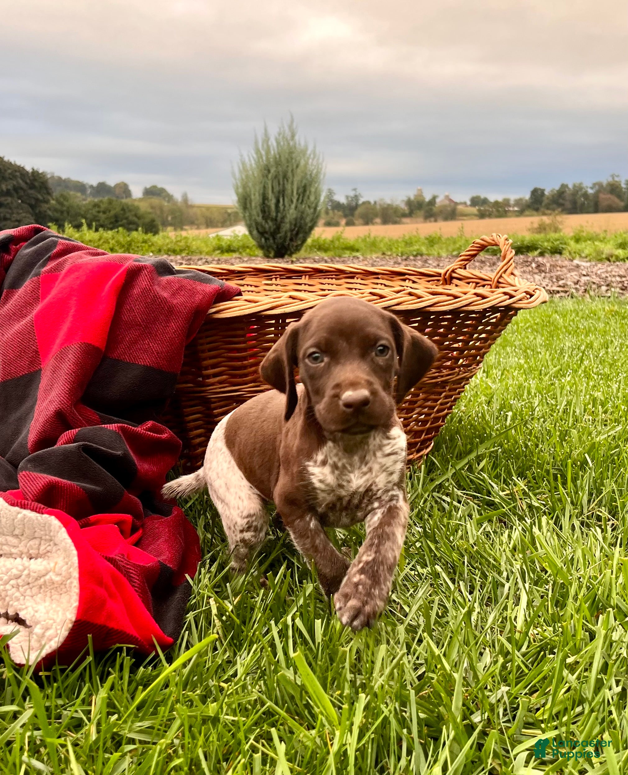 German Shorthaired Pointer dogs Gemma❤️AKC Registered🐾Text or Call today - Ad 2