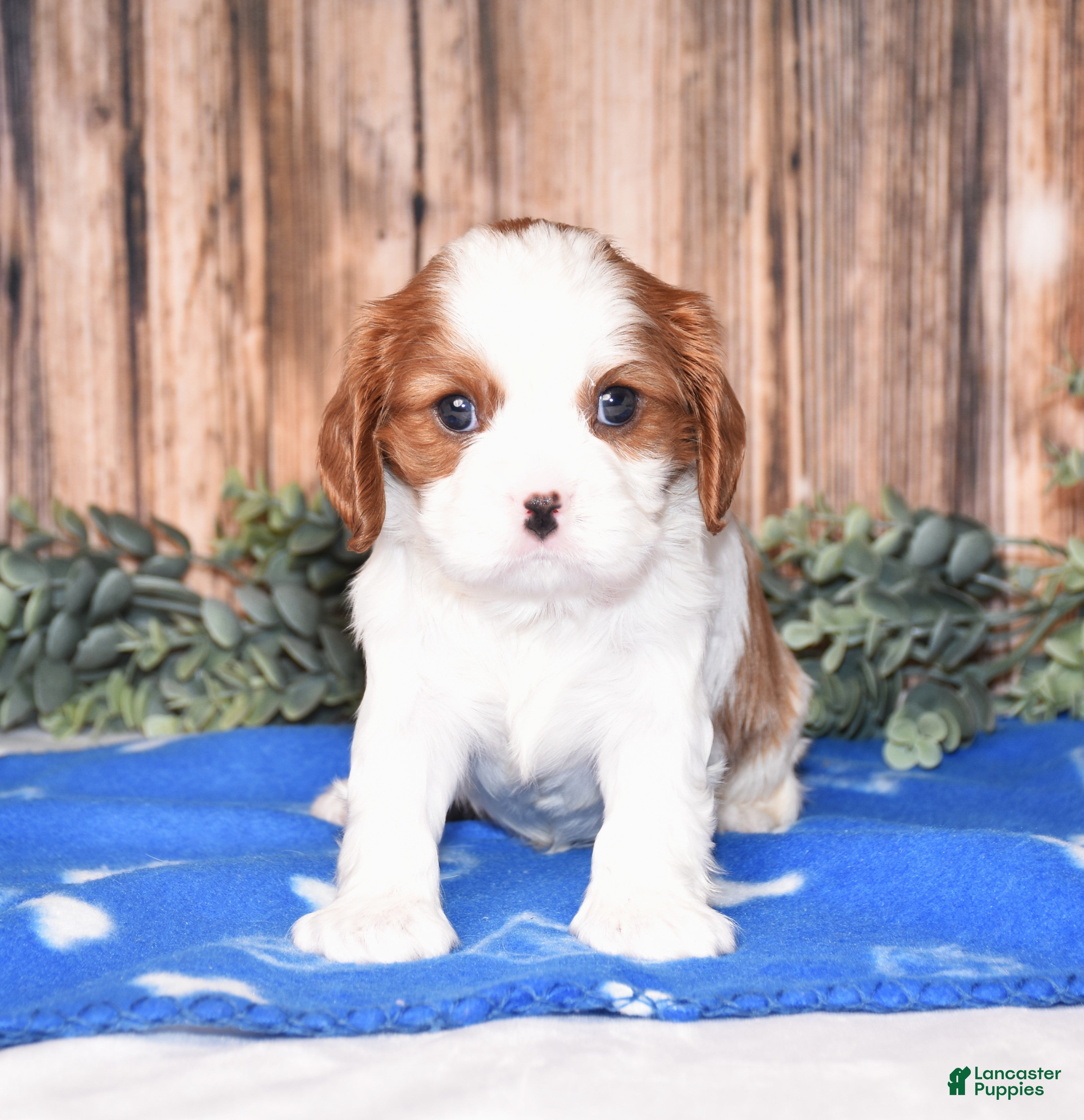 Cavalier King Charles Spaniel dogs Domino - Ad 1