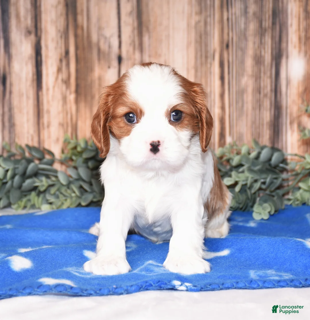 Cavalier King Charles Spaniel dogs for sale: Domino - Ad 1