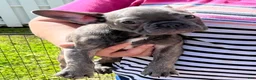 French Bulldog dogs for sale: French Bulldog Puppy 4 - Ad 8