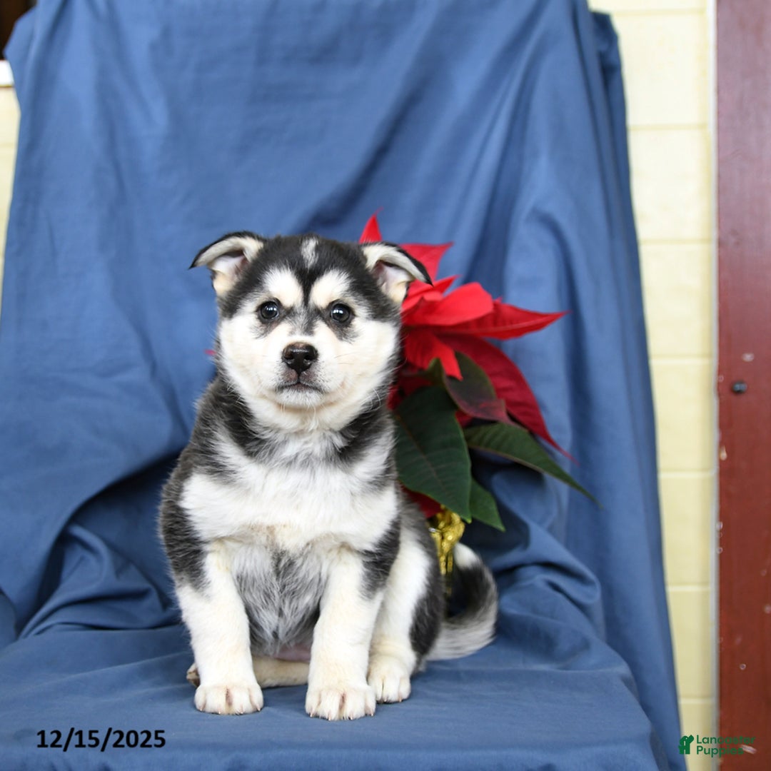 Mixed Breed dogs for sale: Cranberry - Ad 5