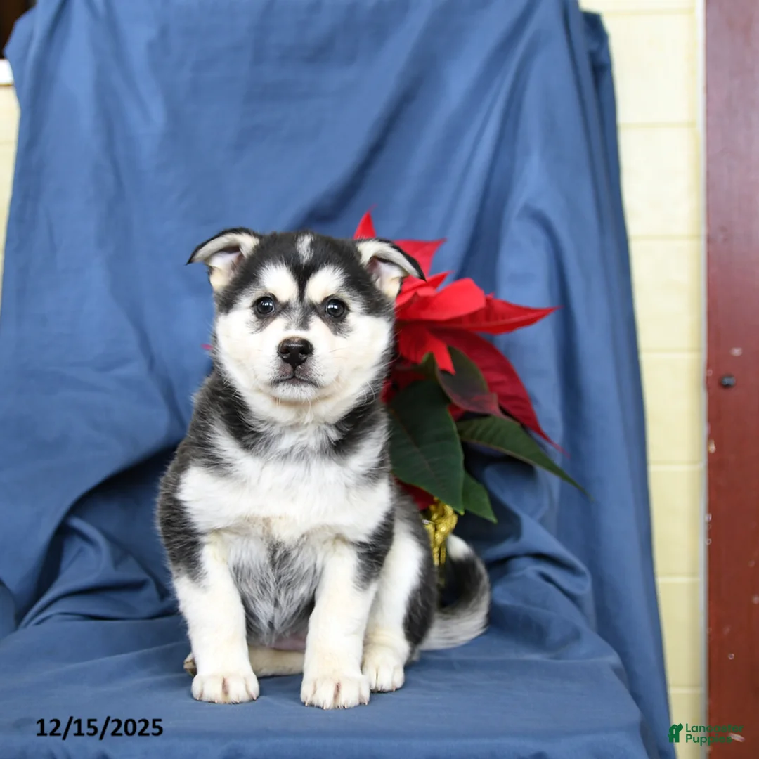 Mixed Breed dogs for sale: Cranberry - Ad 5