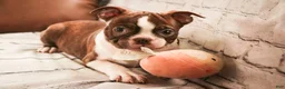 Boston Terrier dogs for sale: Kade - Ad 5