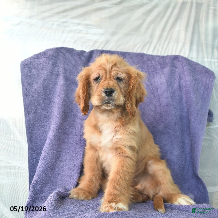 Cocker Spaniel dogs Hazel - Ad 1
