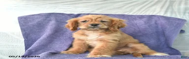 Hazel