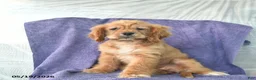 Cocker Spaniel dogs for sale: Hazel - Ad 1