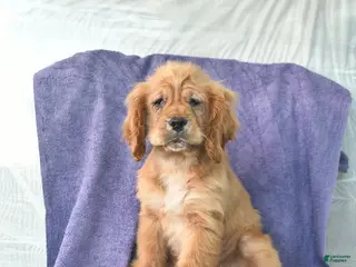 Cocker Spaniel dogs for sale: Hazel - Ad 2