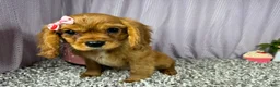 Cavalier King Charles Spaniel dogs for sale: Cavalier King Charles Spaniel 3 - Ad 4