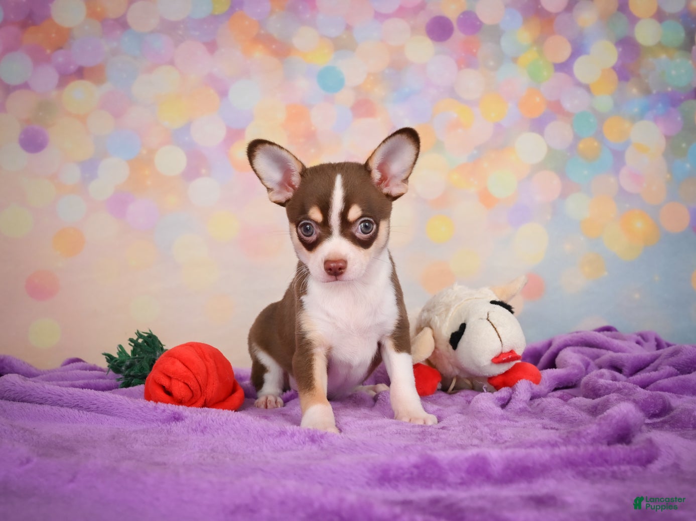Chihuahua dogs for sale: Gideon - Ad 2