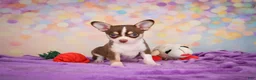 Chihuahua dogs for sale: Gideon - Ad 2