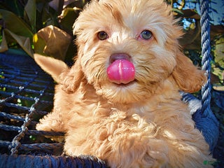 Havapoo dogs Jolene - Ad 33