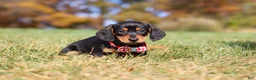 Miniature Dachshund dogs for sale: Chase - Ad 7