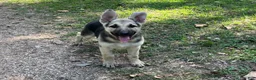 German Shepherd dogs for sale: Daisy - Ad 9