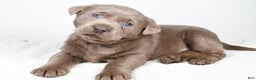 Labrador Retriever dogs for sale: Luna - Ad 12