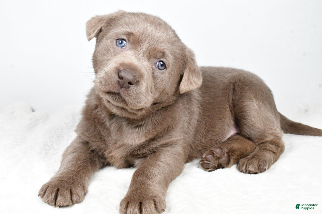 Labrador Retriever dogs for sale: Luna - Ad 12