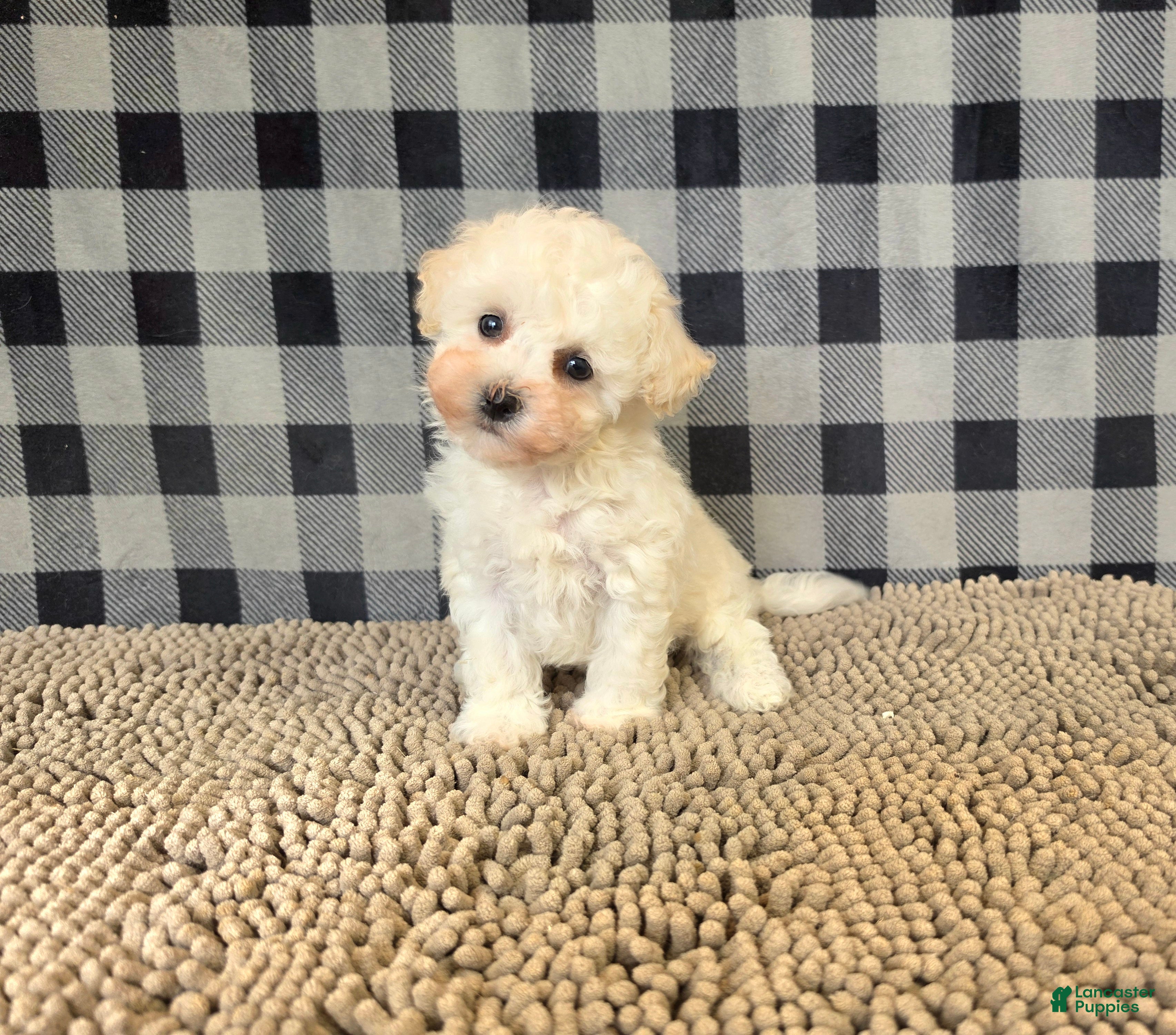 Bichon Frise dogs for sale: Bruce - Ad 1