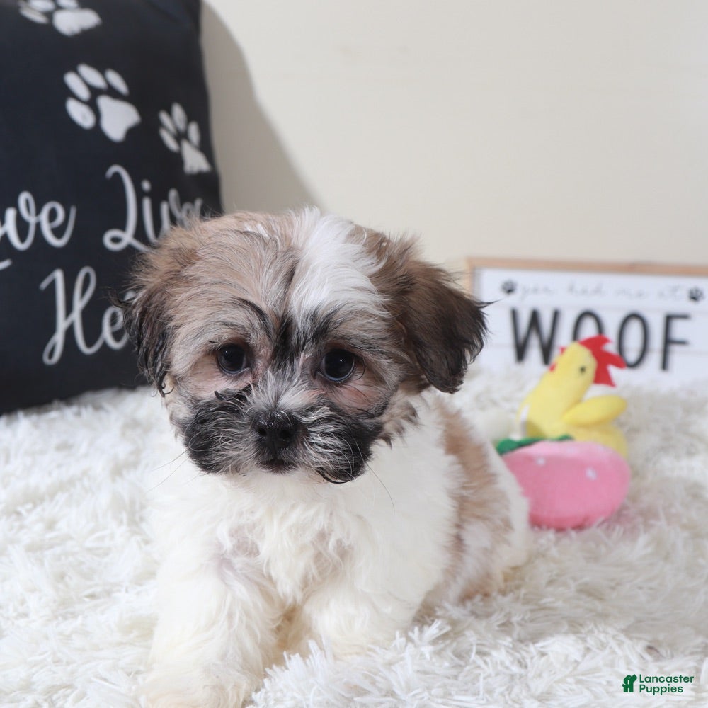 Teddy Bear dogs Teddy Bear Muffin - Ad 2