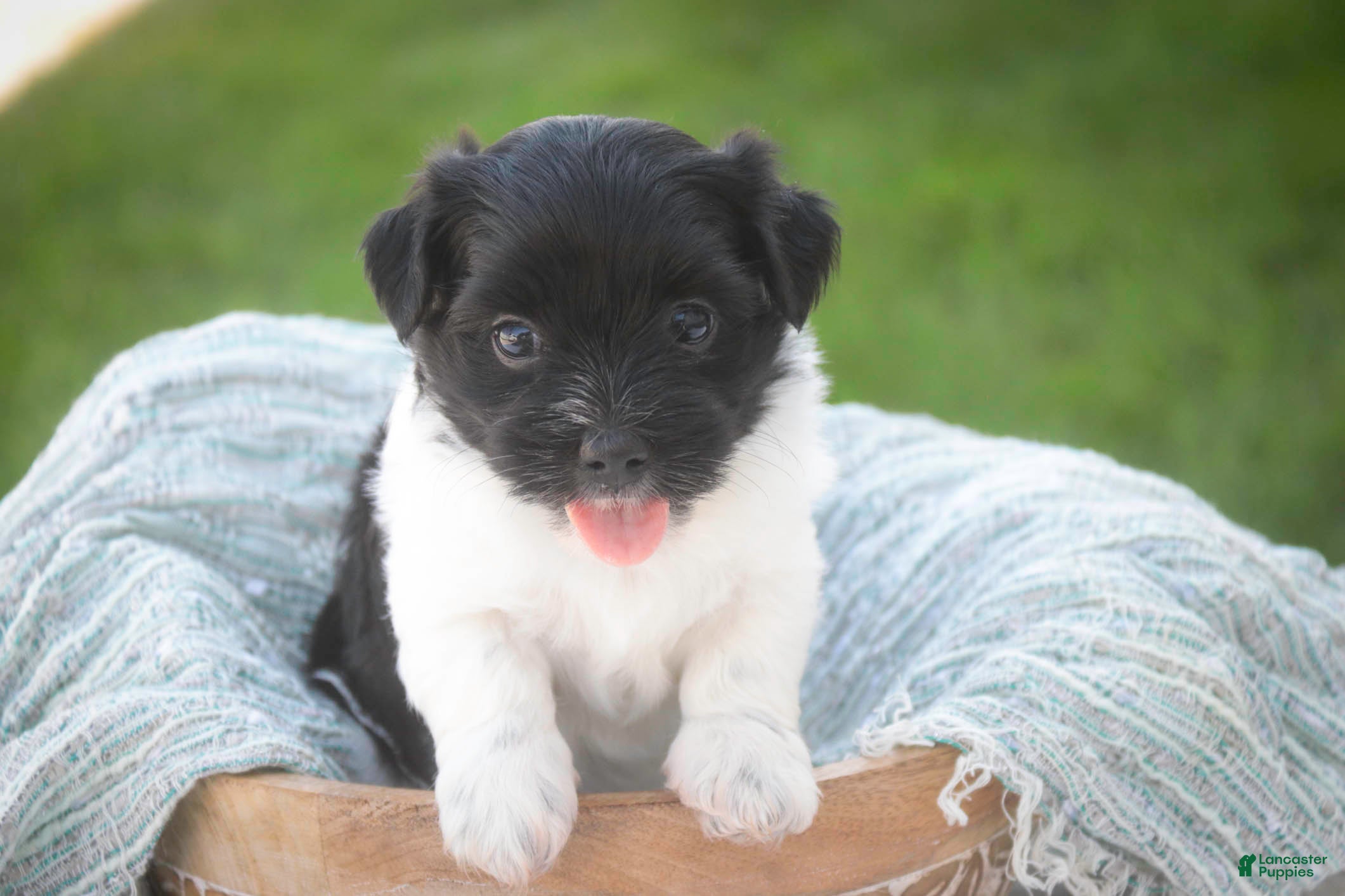 Havanese dogs Winnie Havanese  - Ad 2