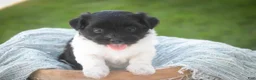 Havanese dogs for sale: Winnie Havanese  - Ad 8