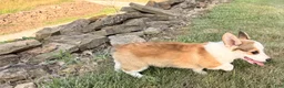 Welsh Corgi Pembroke dogs for sale: BENNY - Ad 15