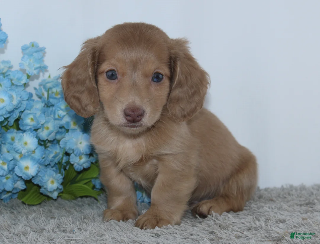 Miniature Dachshund dogs for sale: Isaac - Ad 2